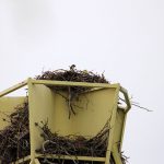 Nest eines Raubvogels auf einem hohen Radarreflektor mit Küken